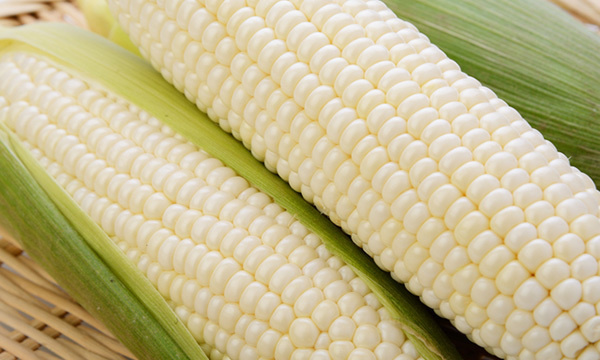 北海道産の白とうもろこし雪の妖精