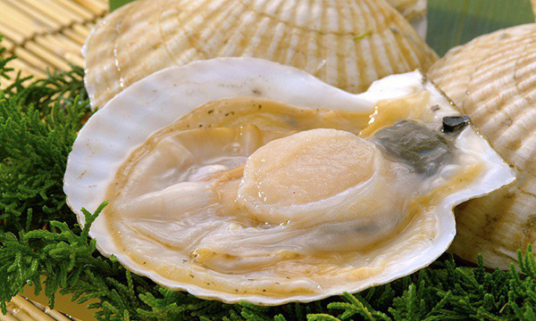 北海道直送 生ホタテ